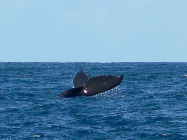 26- Baleines, groupe 4, sud du lagon, bord de recif 